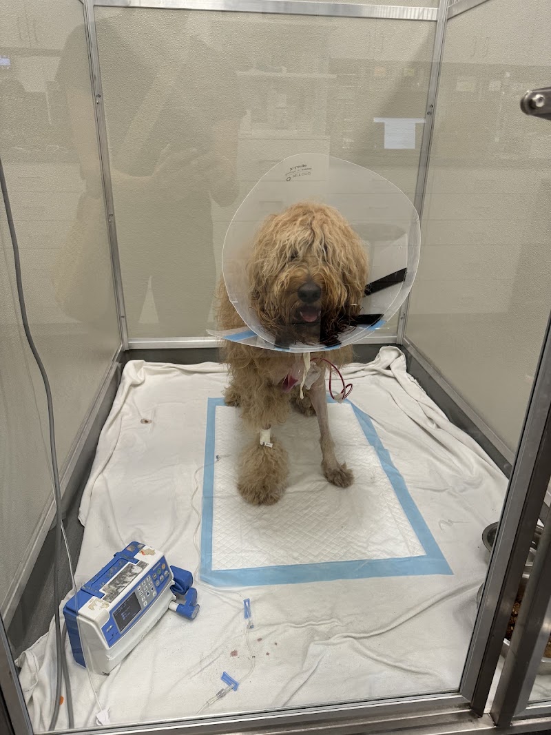 Animal Surgical Center