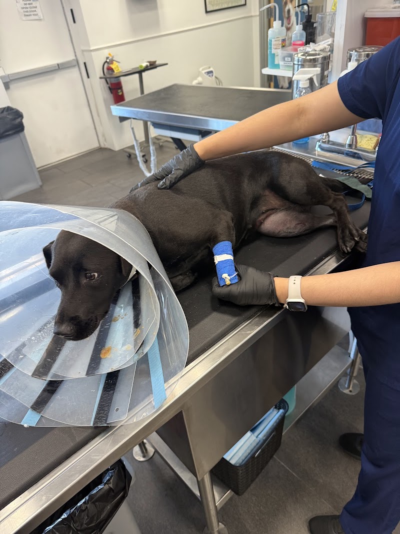 Animal Surgical Center