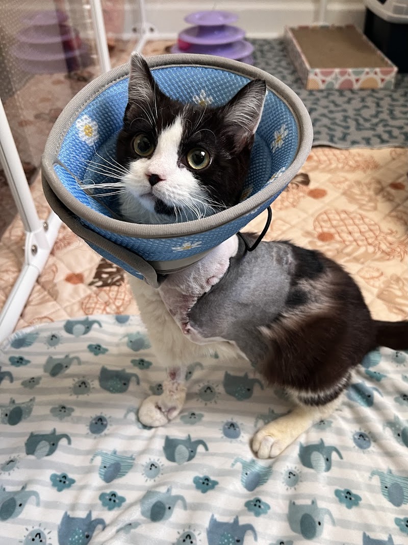 Animal Surgical Center