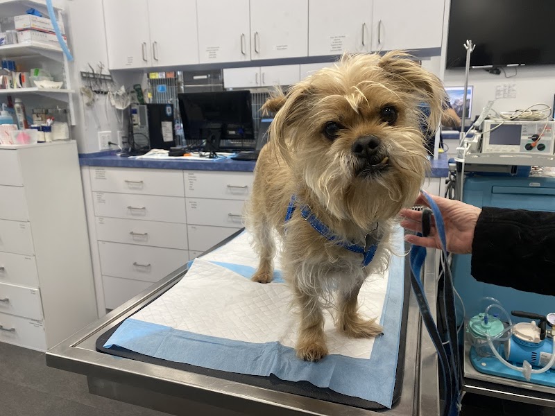 Animal Surgical Center