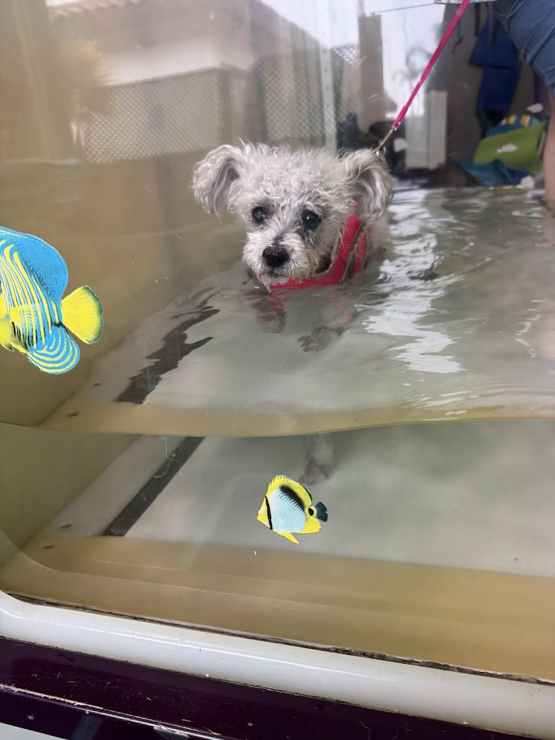 Animal Acupuncture and Rehabilitation Center