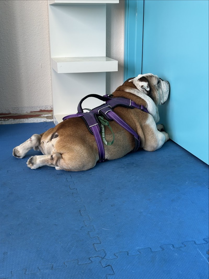 Animal Acupuncture and Rehabilitation Center