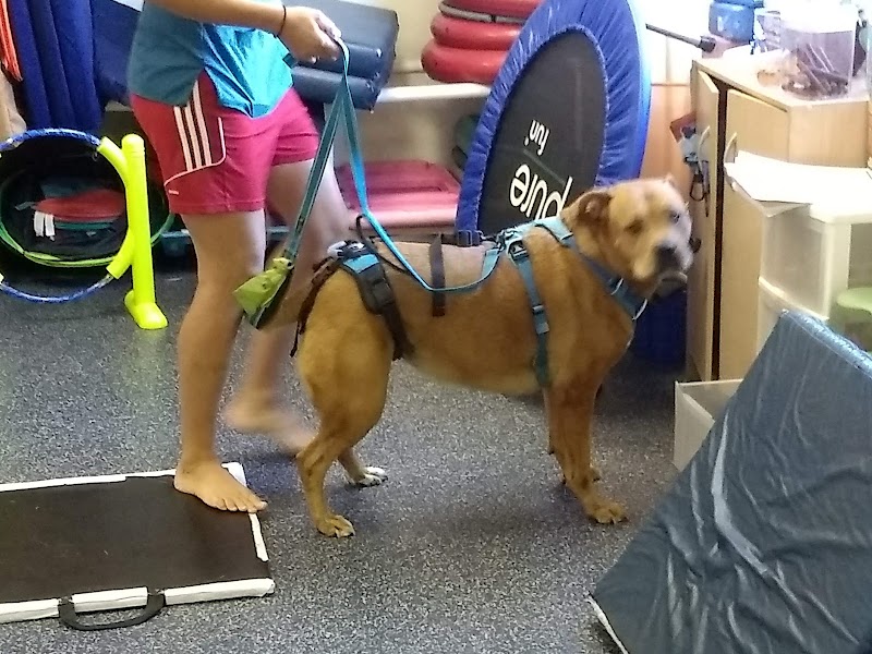 Animal Acupuncture and Rehabilitation Center