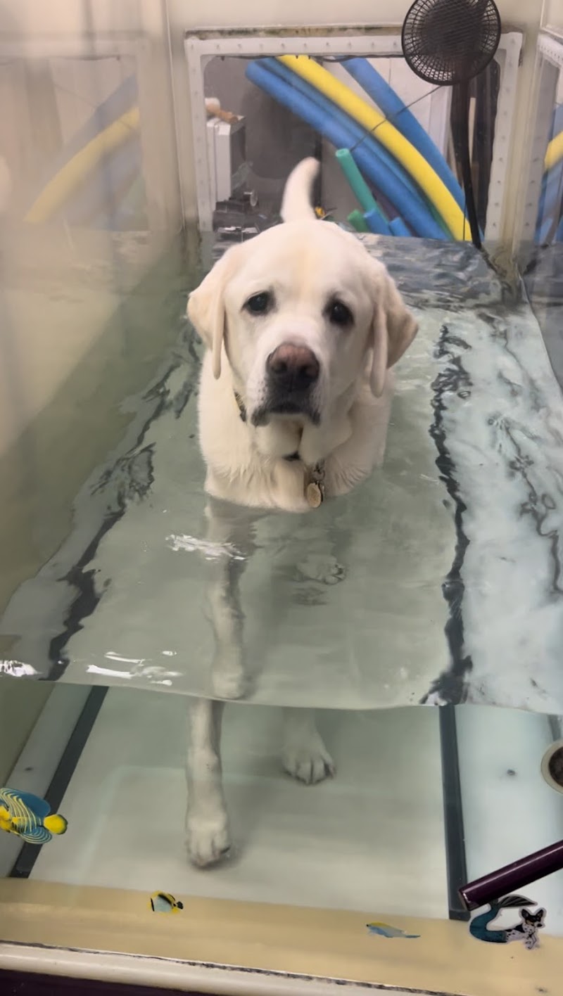 Animal Acupuncture and Rehabilitation Center