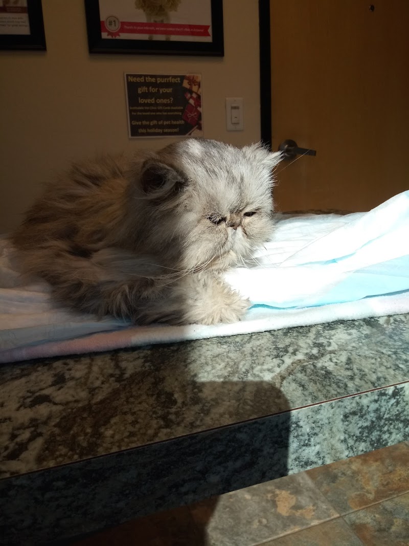 24 Hour Emergency Vet