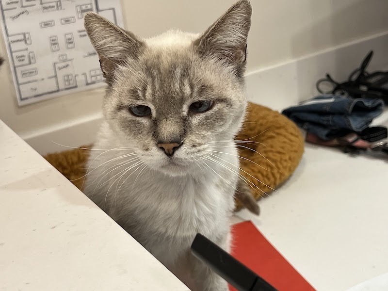 24 Hour Emergency Vet