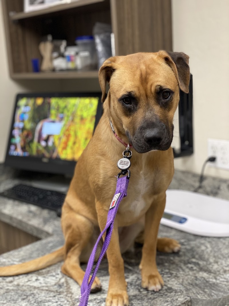 24 Hour Emergency Vet