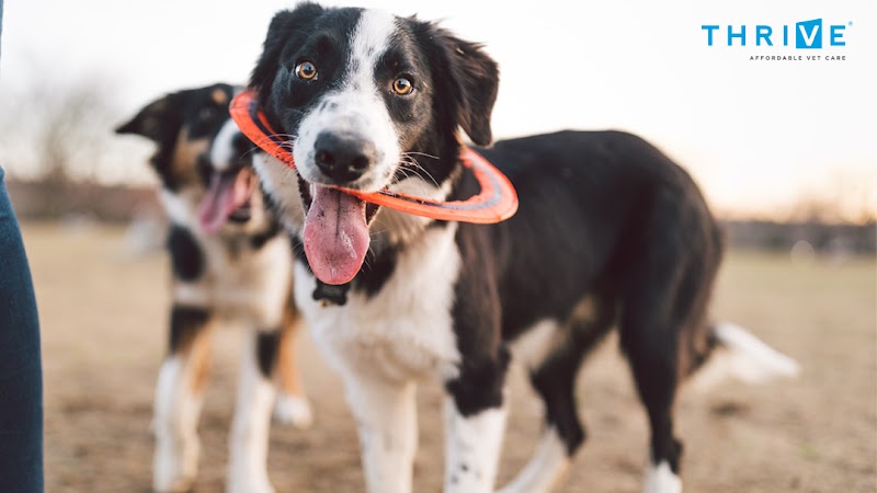 Thrive Pet Healthcare - Manchaca