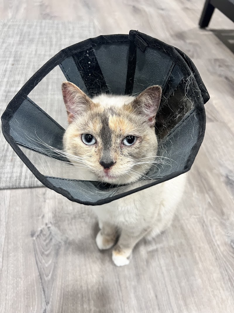 Veterinary Emergency Group