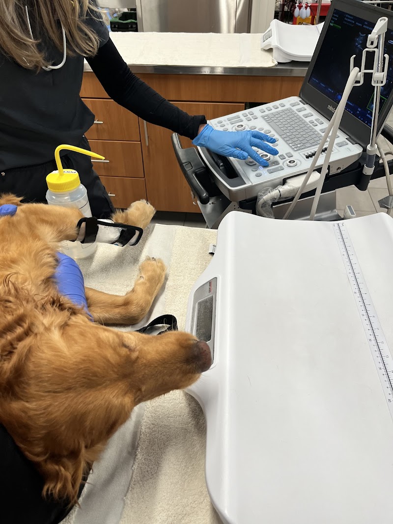 Veterinary Emergency Group