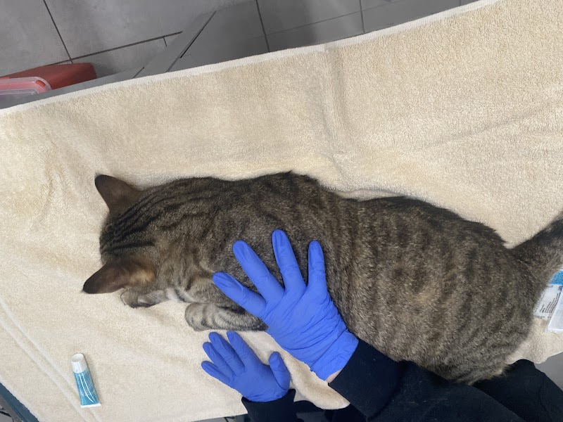 Veterinary Emergency Group