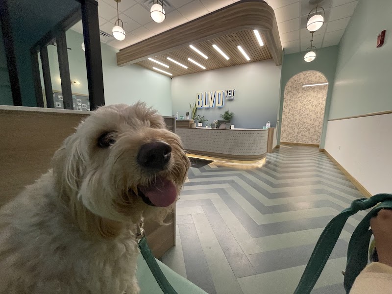BLVD Vet Lakeview Lincoln Park