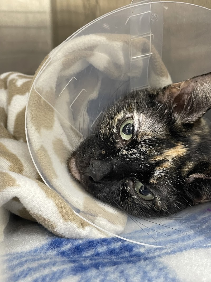 Miami Animal Clinic