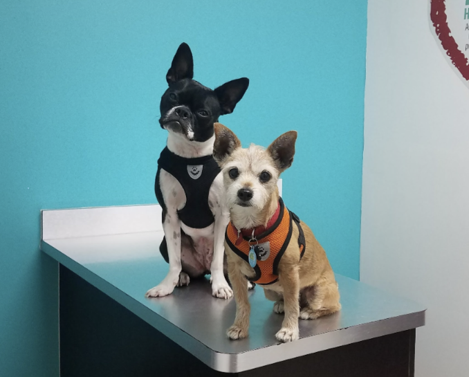 Miami Animal Clinic