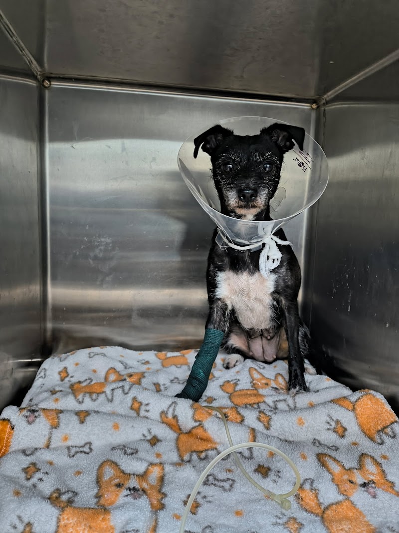 Miami Animal Clinic