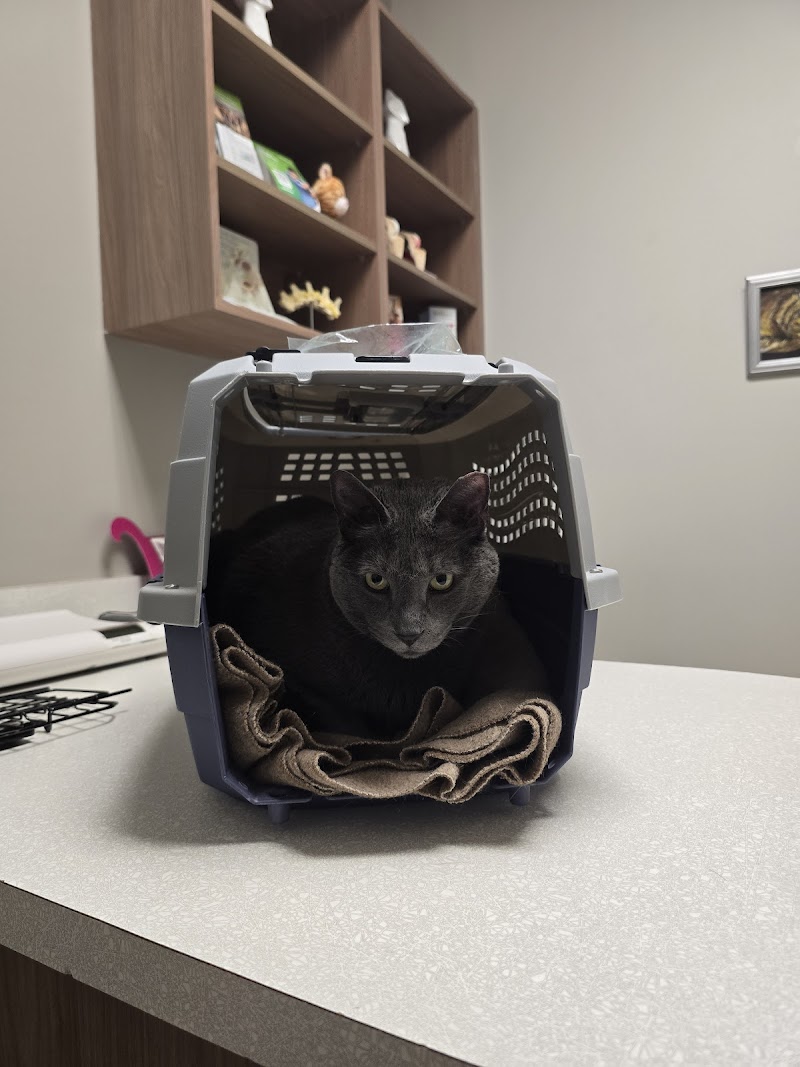 Lili Veterinary Hospital + Urgent Care