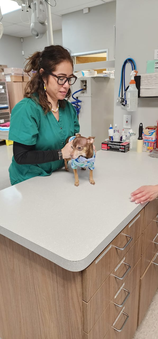 Lili Veterinary Hospital + Urgent Care