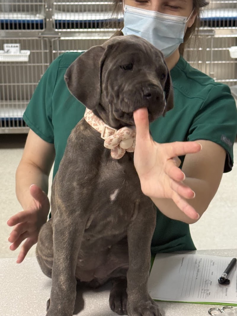 Lili Veterinary Hospital + Urgent Care