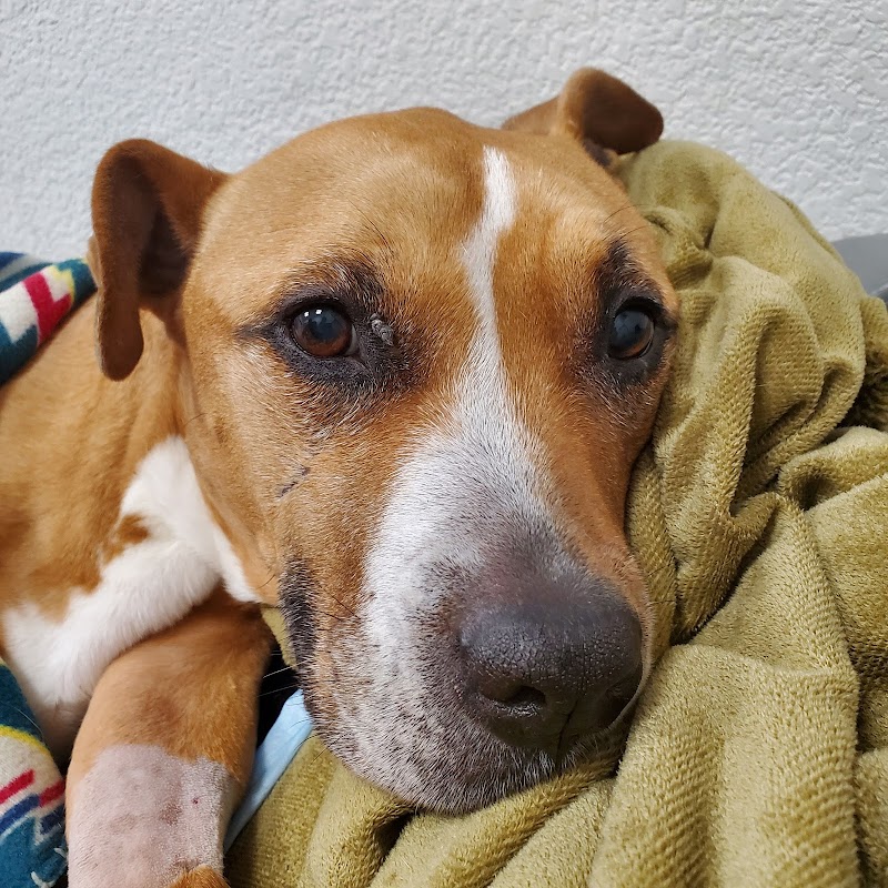 Beacon Veterinary Specialists