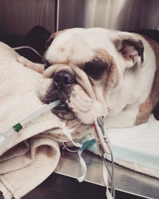 Dallas Veterinary Surgical Center (DVSC) - Fort Worth