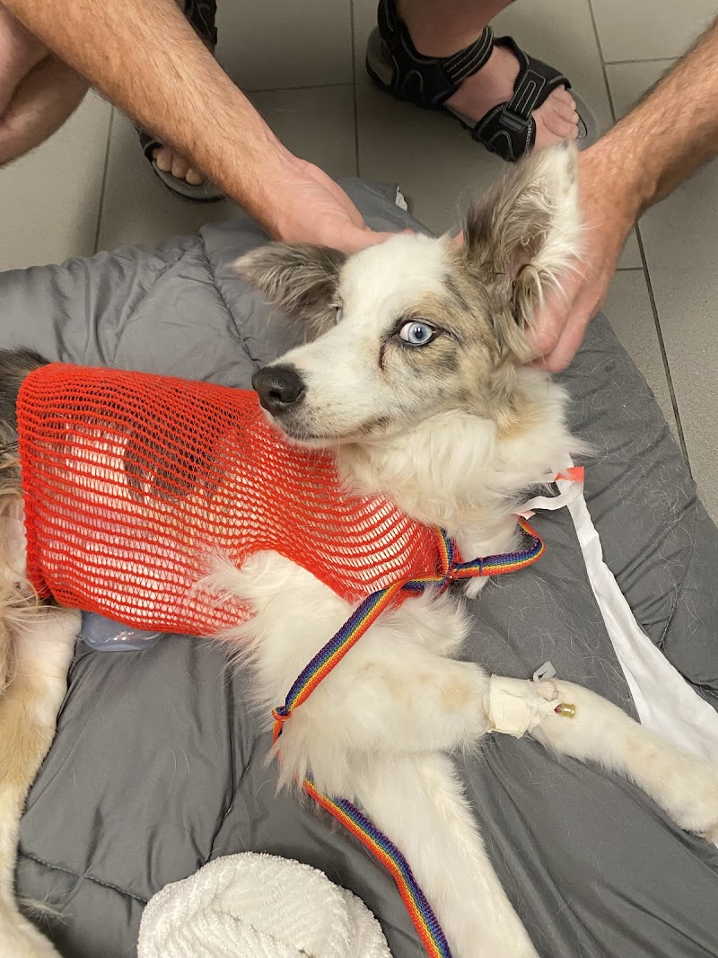 Dallas Veterinary Surgical Center (DVSC) - Fort Worth