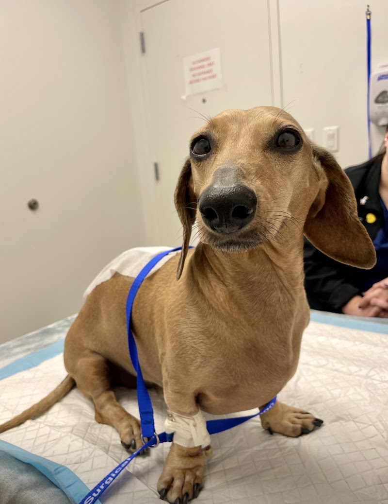 Dallas Veterinary Surgical Center (DVSC) - Fort Worth