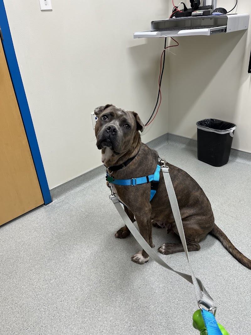 Portage Park Animal Hospital
