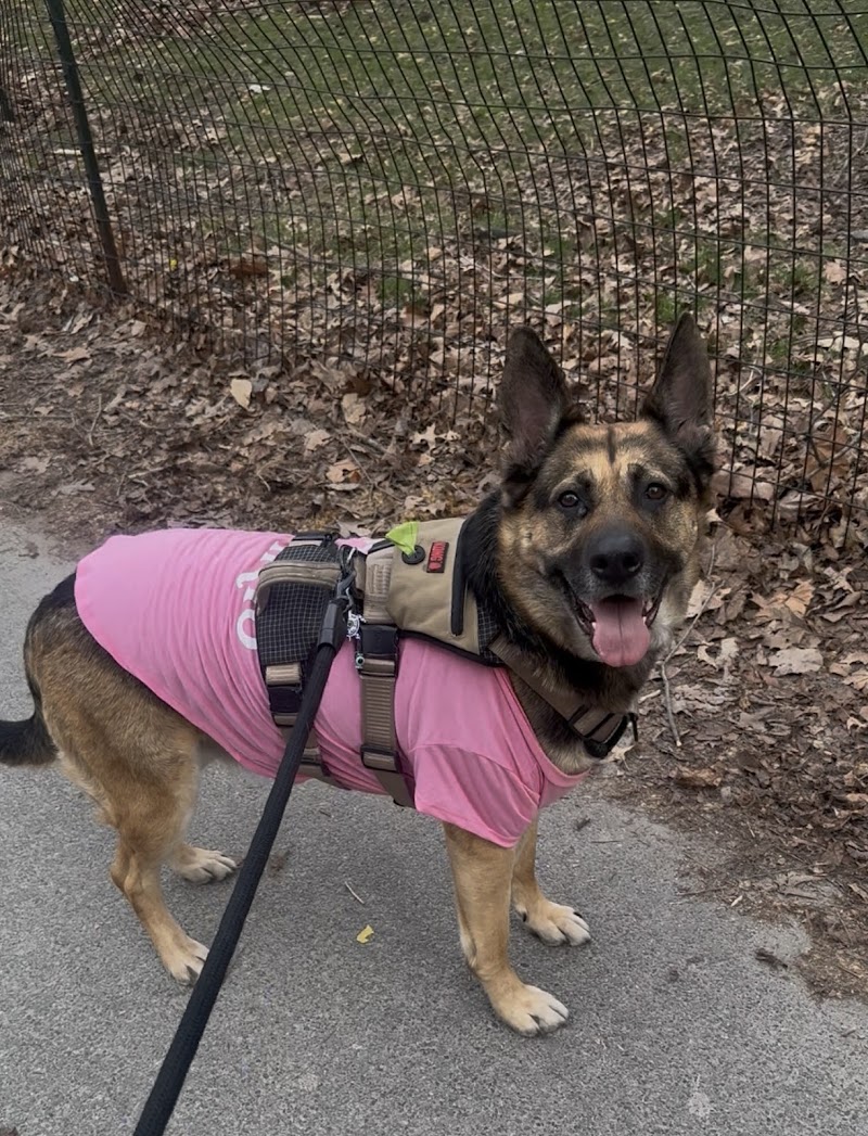 City Veterinary Care