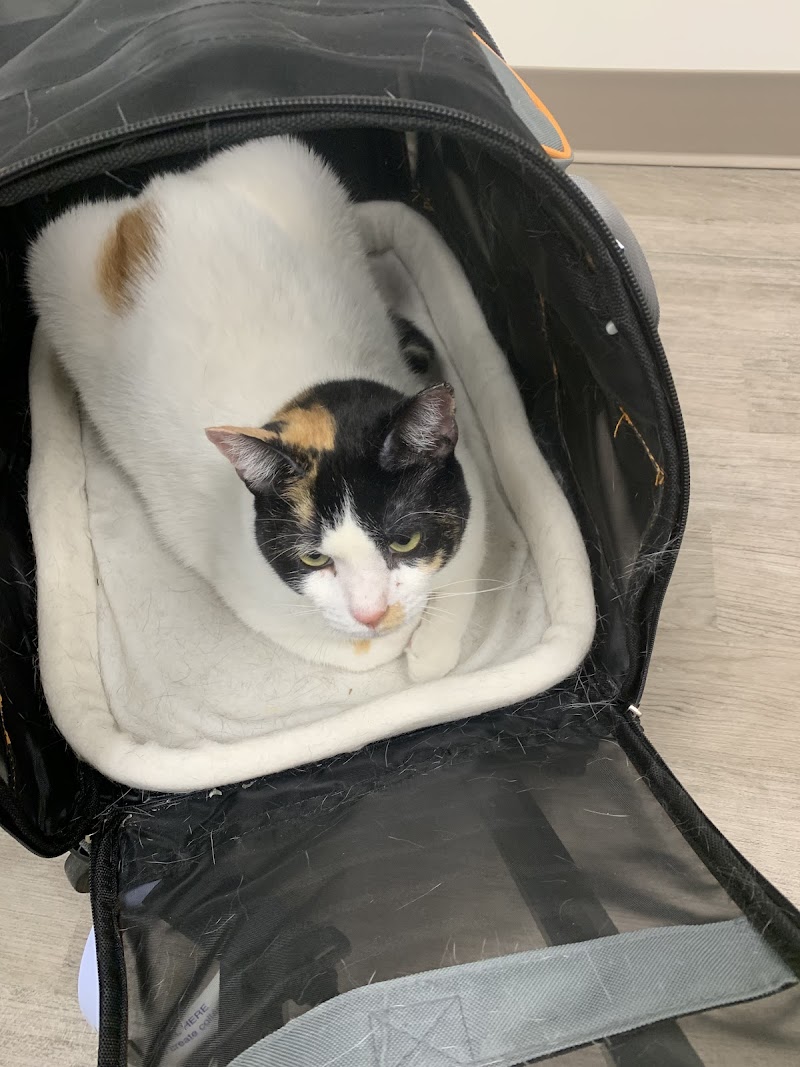 City Veterinary Care