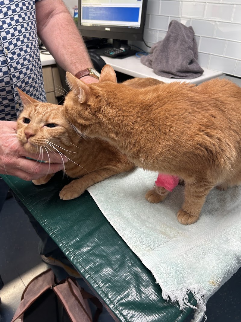 City Veterinary Care