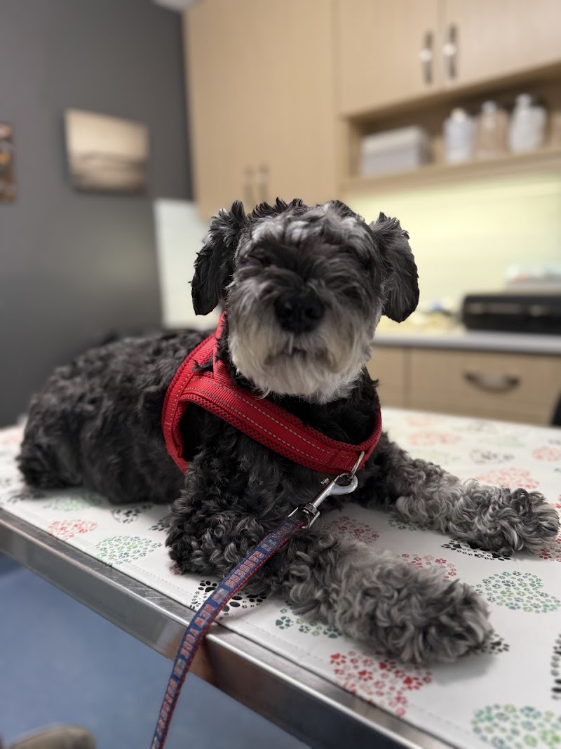 City Veterinary Care