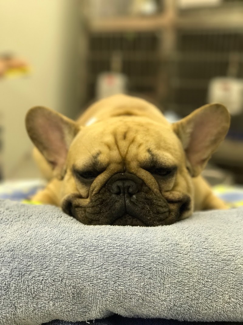 Mobile Veterinary Specialist