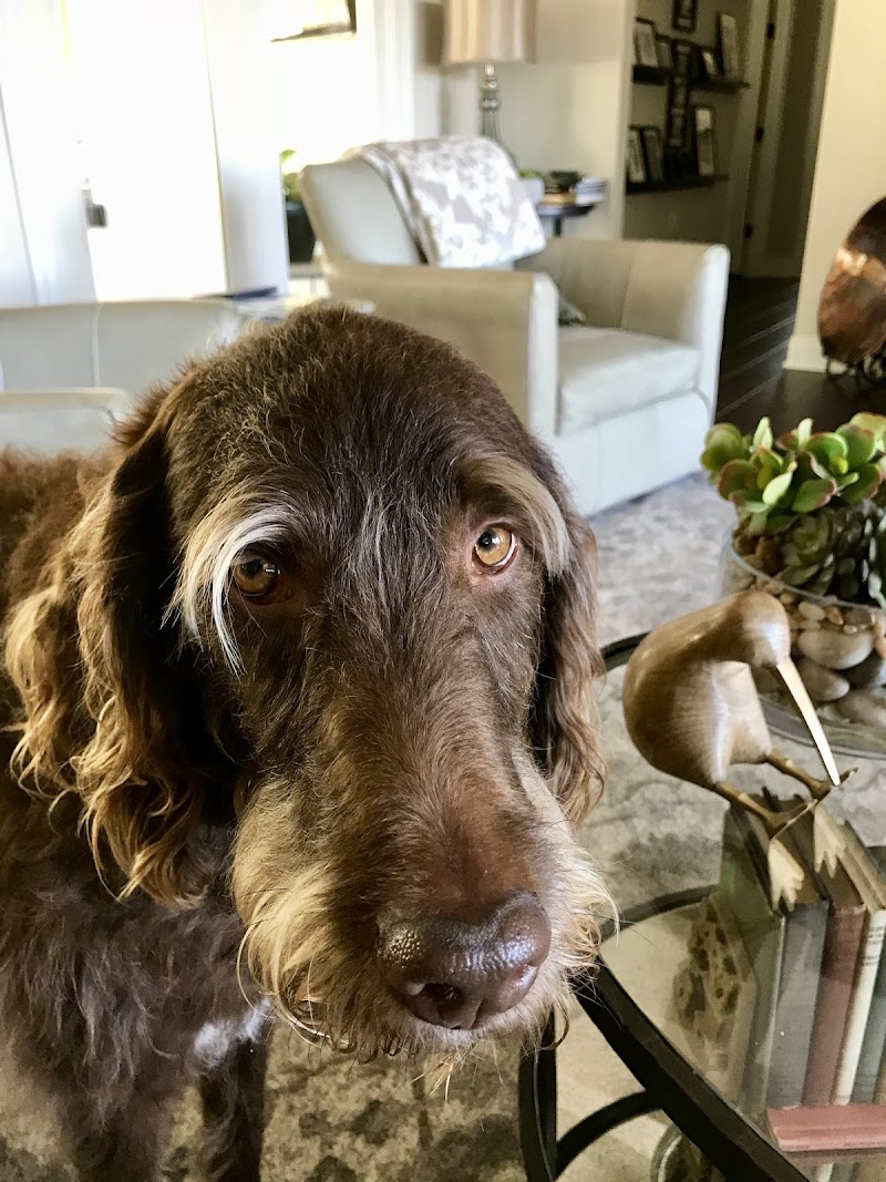 Mobile Veterinary Specialist