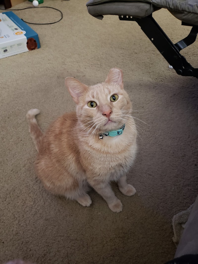 Mobile Veterinary Specialist
