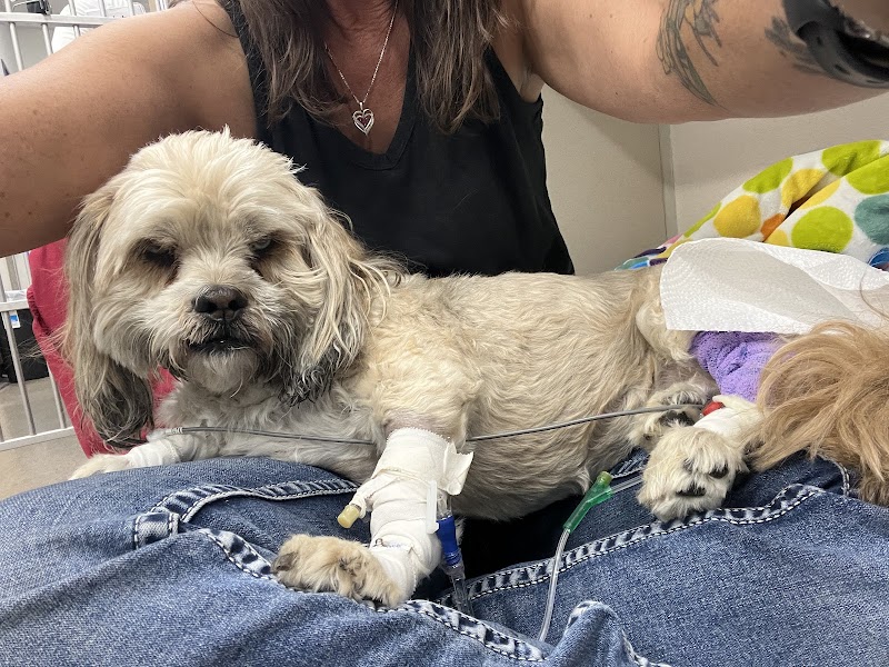Royal Vista Veterinary Specialists