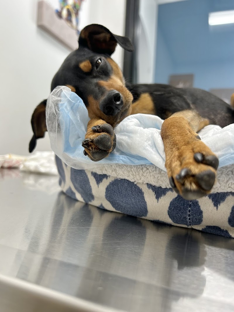 Royal Vista Veterinary Specialists