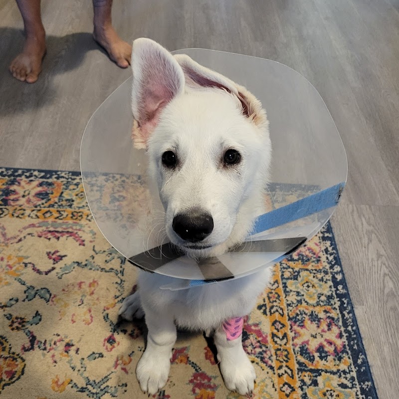 Royal Vista Veterinary Specialists