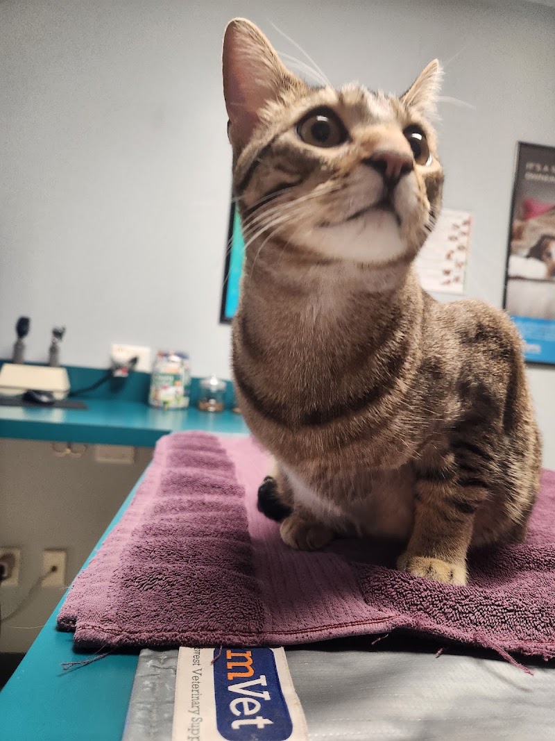 Apache Animal Hospital