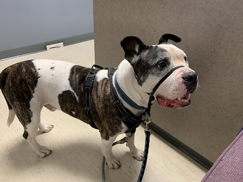 Apache Animal Hospital