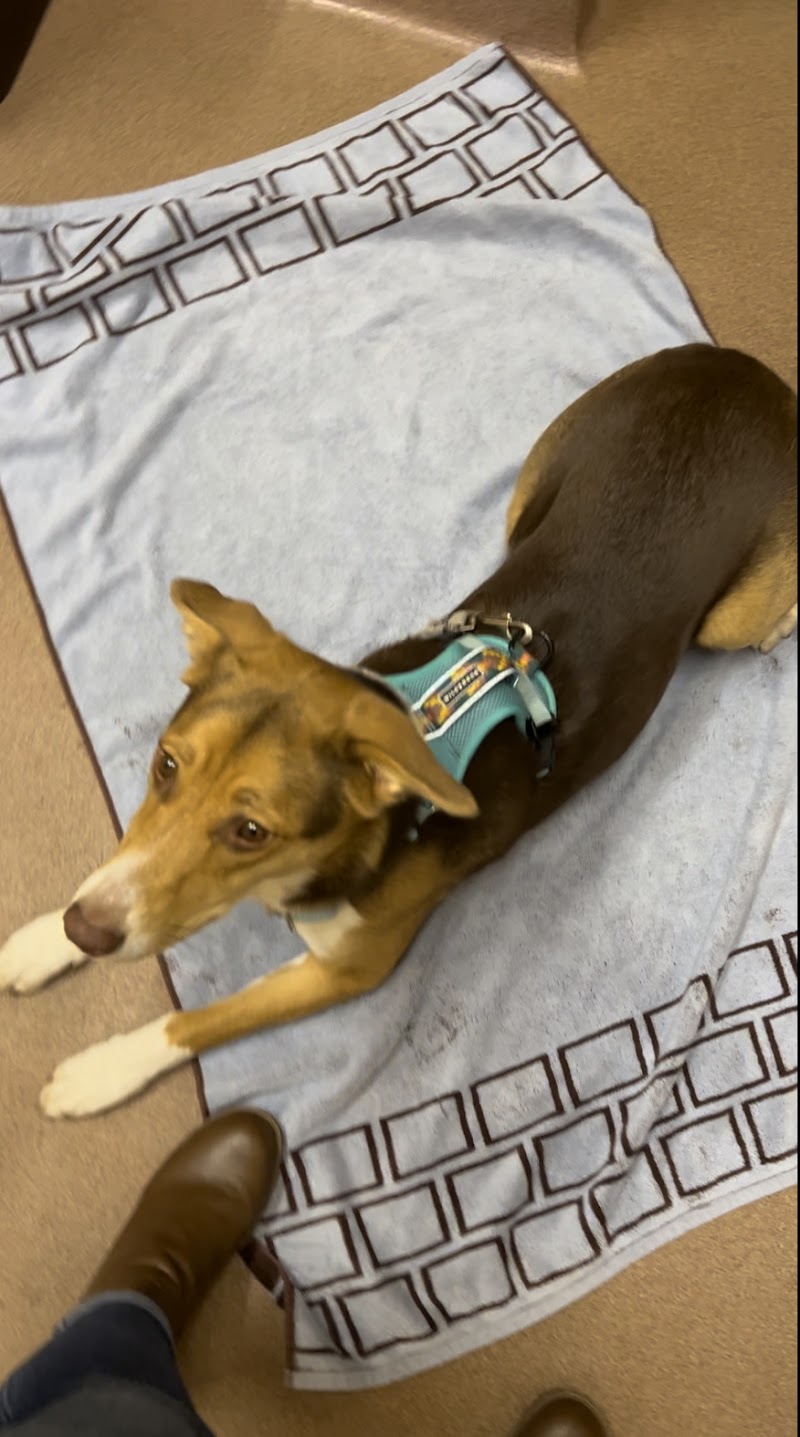 VCA Central Park Animal Hospital