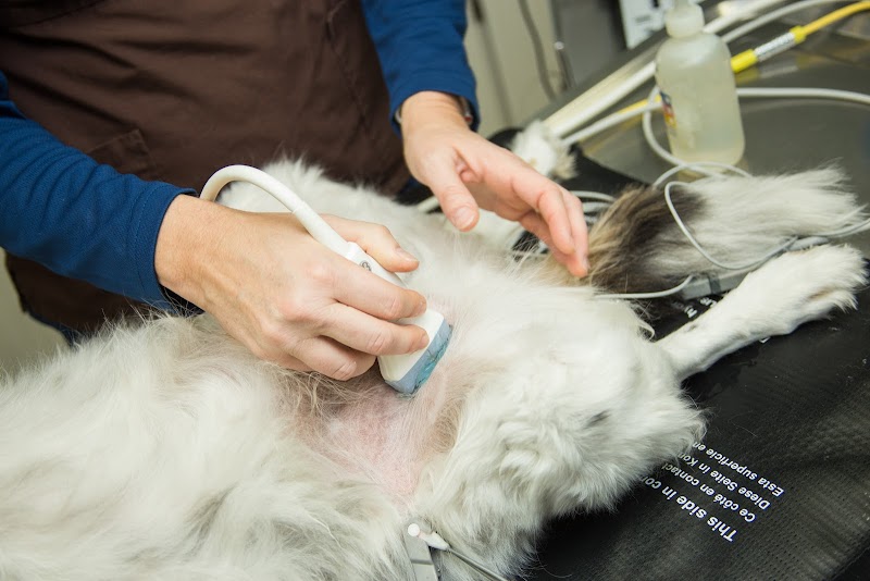 Integrative Pet Care