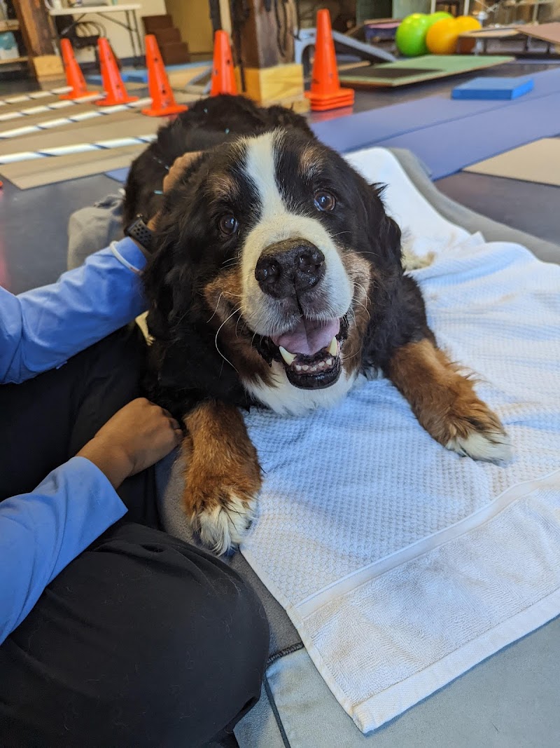 Integrative Pet Care