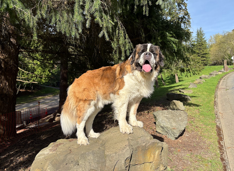 Animal Behavior Clinic