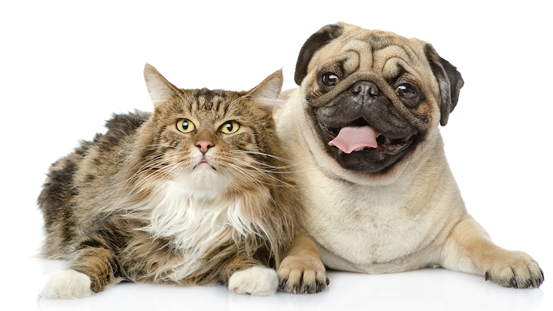 Thornhill Pet Hospital