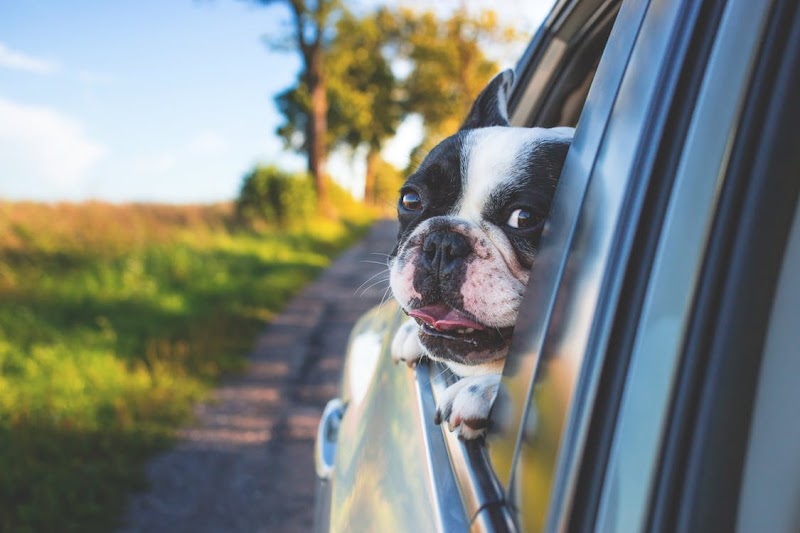 Animal Hospital of Sandy Springs - Sandy Springs