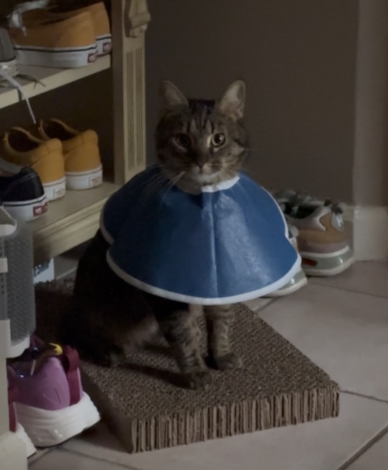Animal Hospital of Sandy Springs