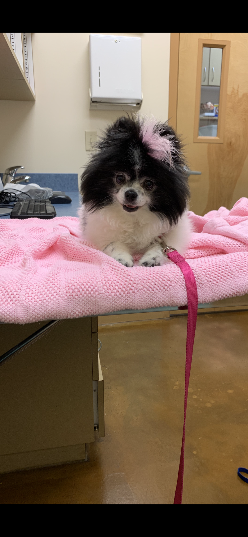 Animal Hospital of Sandy Springs