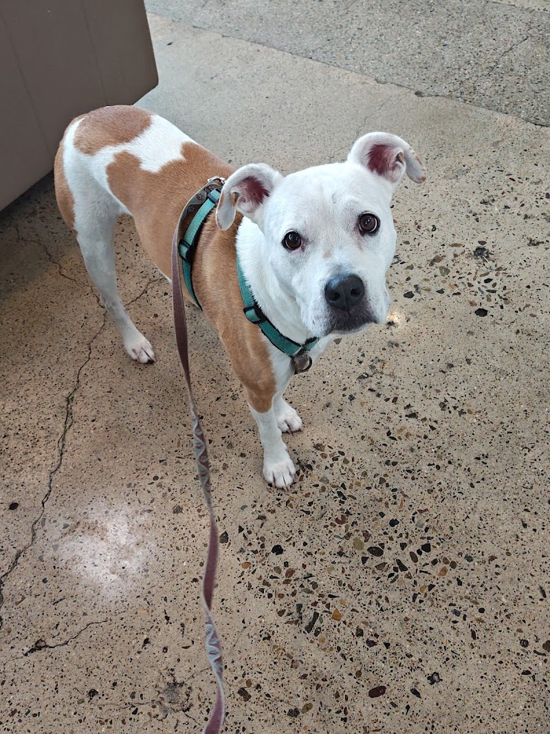 Bodhi Animal Hospital, A Thrive Pet Healthcare Partner