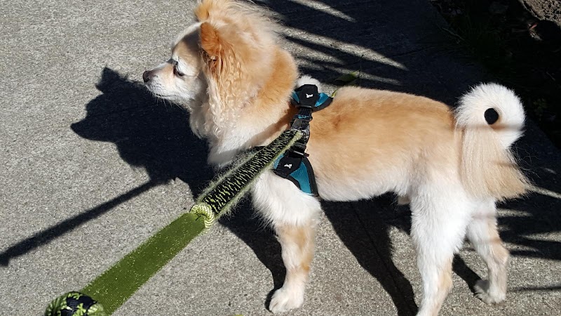 San Rafael Animal Hospital