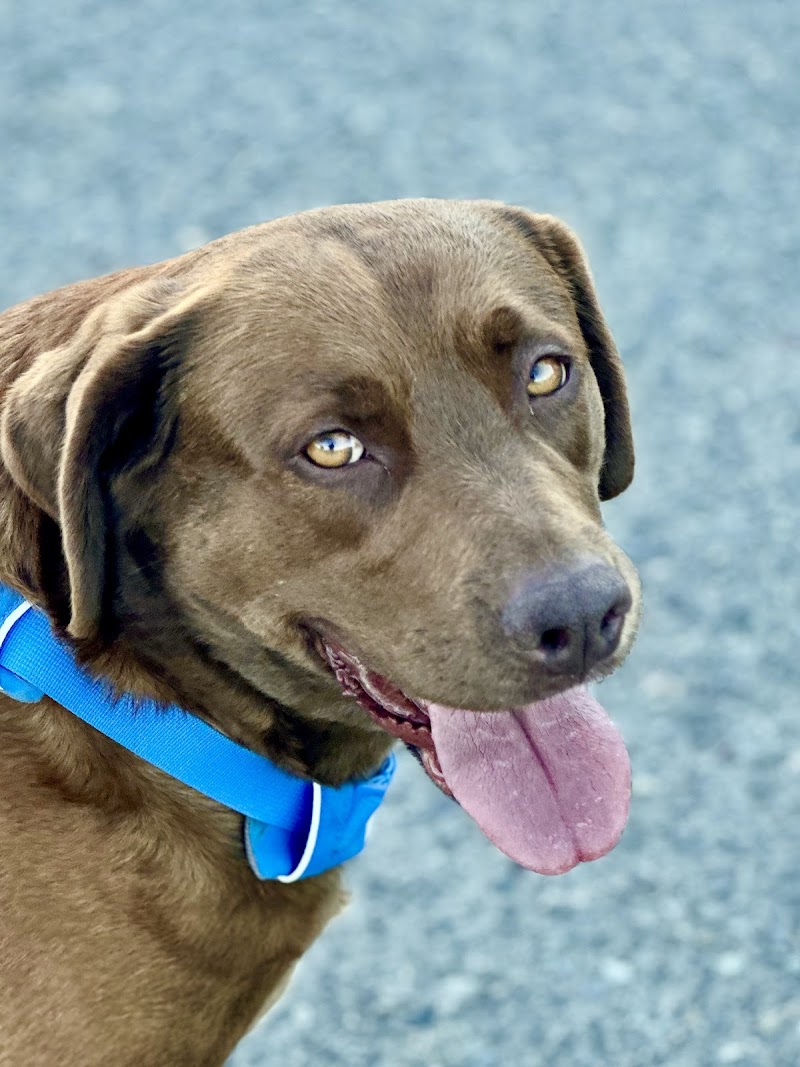 San Rafael Animal Hospital